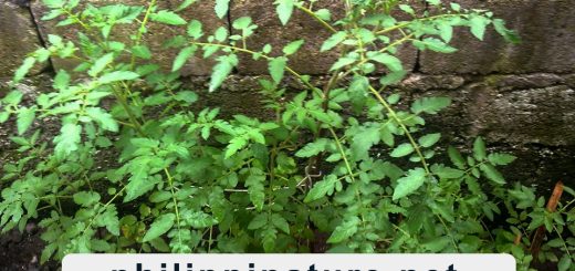 growing tomato from seeds