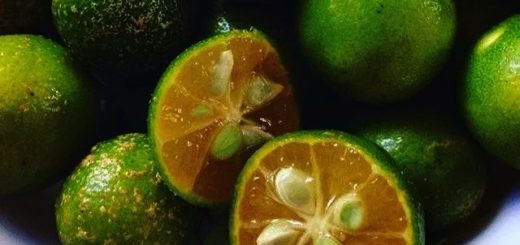 How To Grow-Calamansi In A Pot