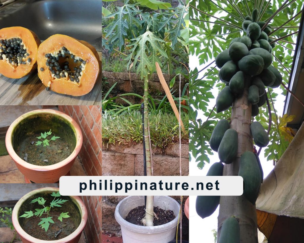 How To Grow Papaya From Seed Philippinature 