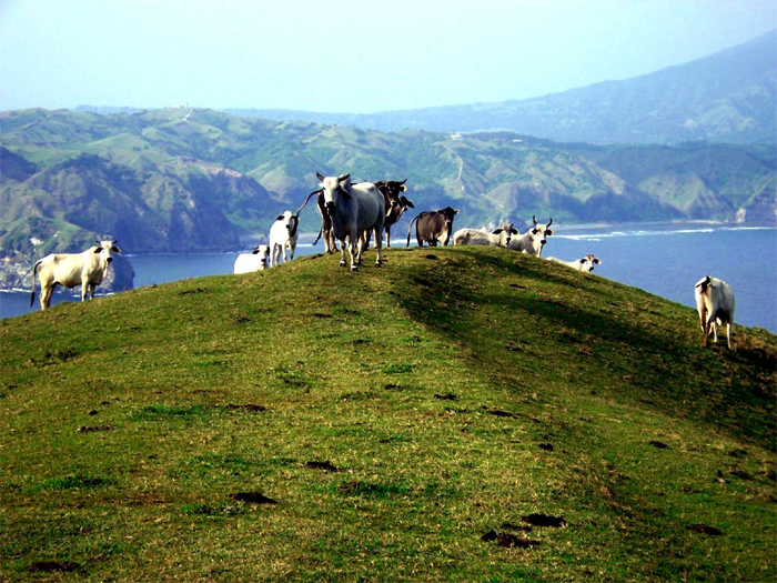 batanes livestock