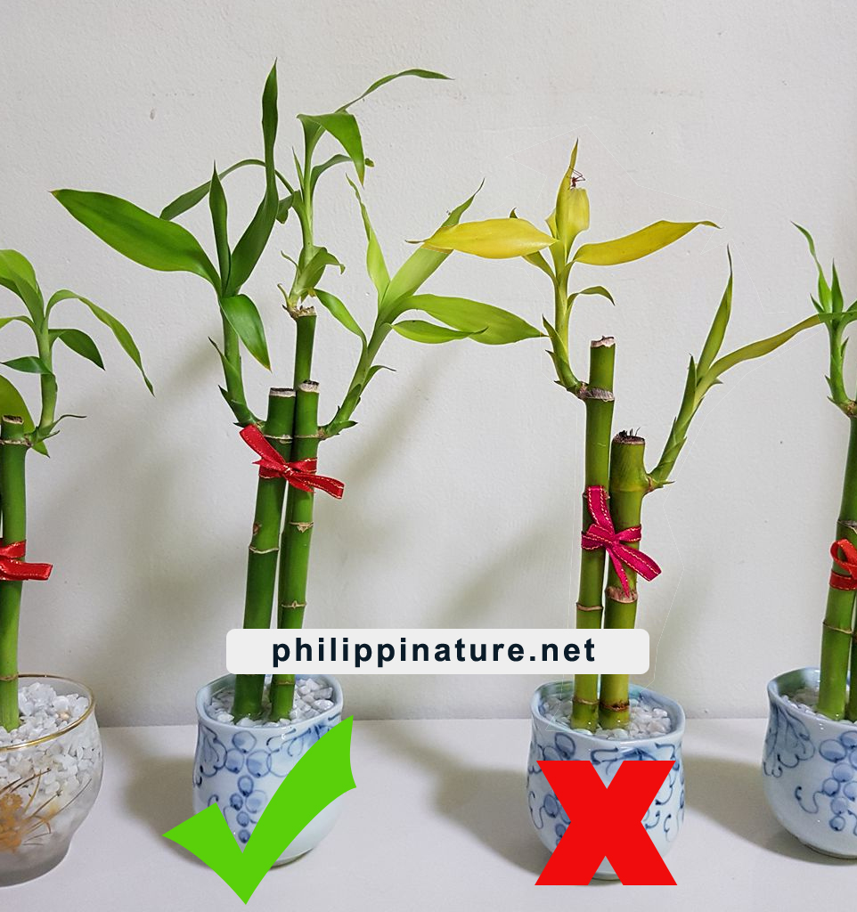 how to take care lucky bamboo-1