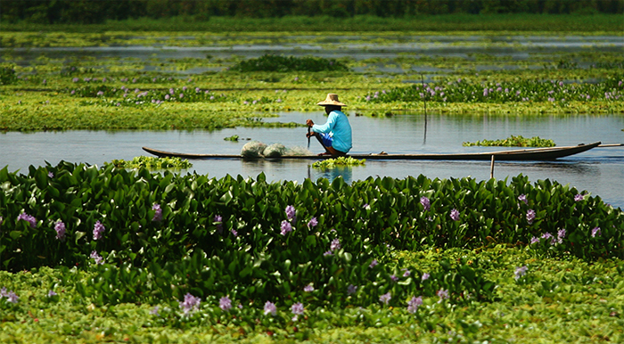 Agusan Marsh