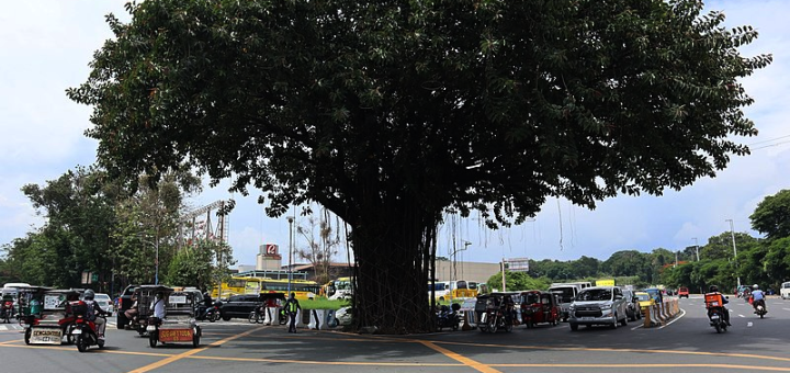 Antipolo Tree