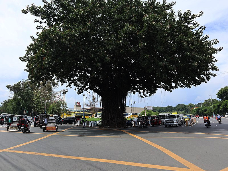 Antipolo Tree