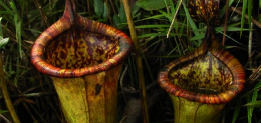 Attenborough's Pitcher Plant