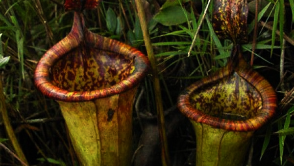 Attenborough's Pitcher Plant