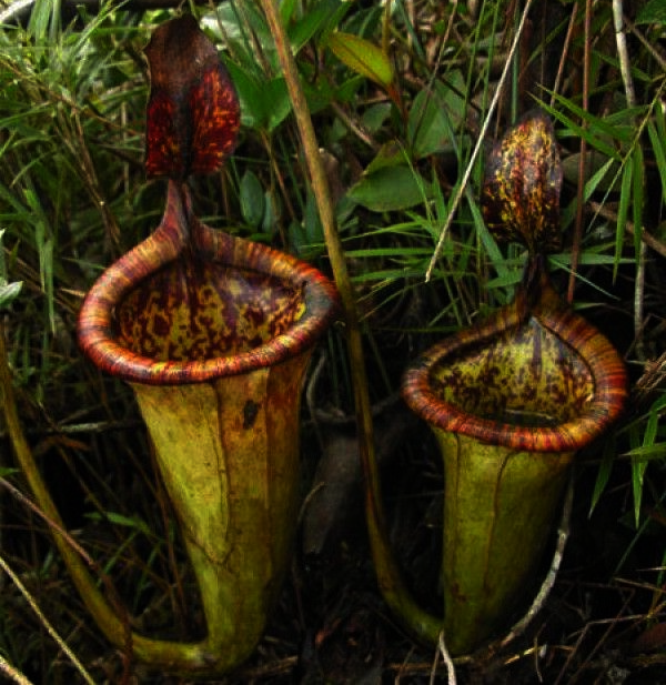 Attenborough's Pitcher Plant