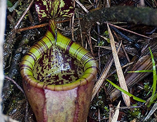 Attenborough's pitcher plant