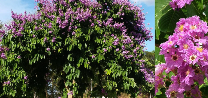 Banaba Tree