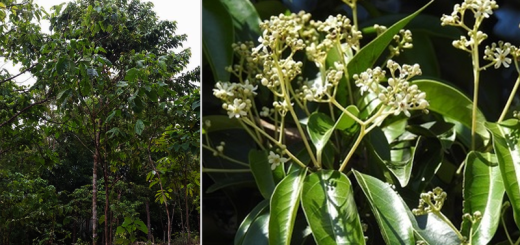 Cebu Cinnamon Tree