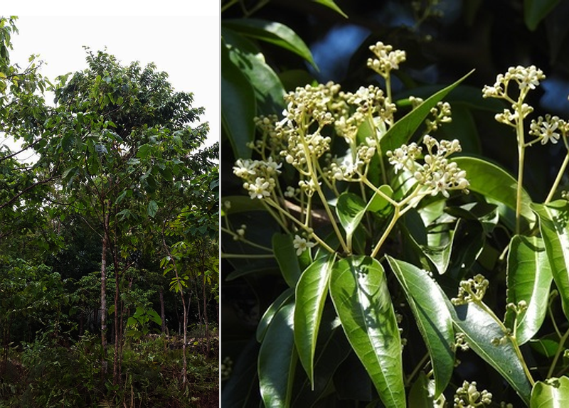 Cebu Cinnamon Tree