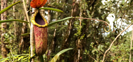 Copeland's Pitcher Plant