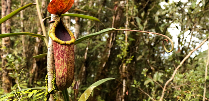 Copeland's Pitcher Plant