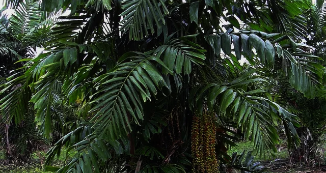 Dumayaka Palm