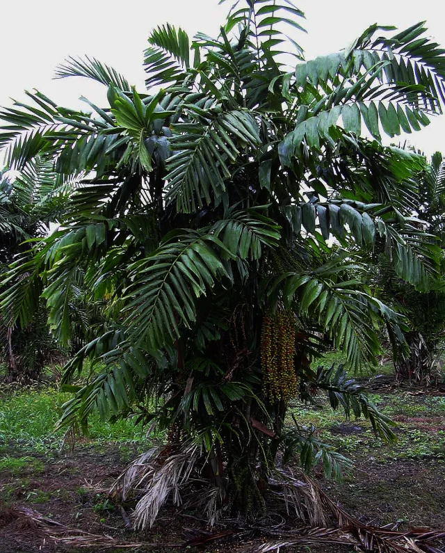Dumayaka Palm