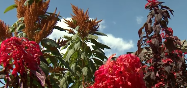 Edible Amaranth