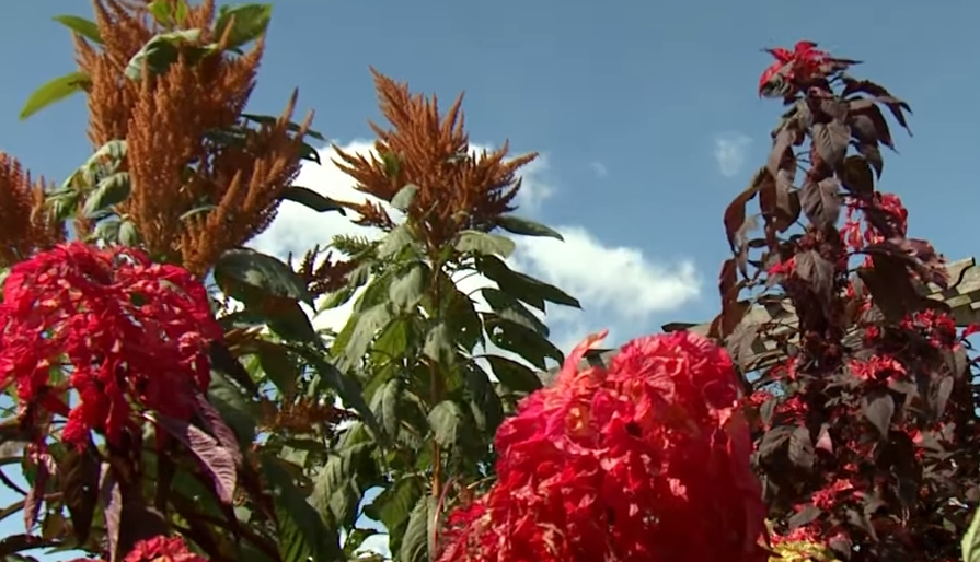 Edible Amaranth