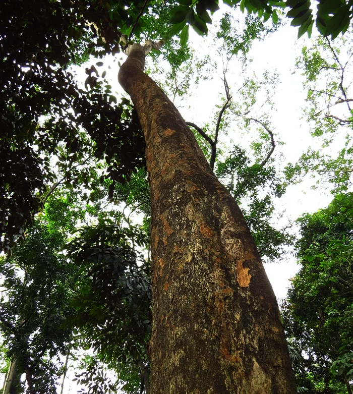 Ipil Tree