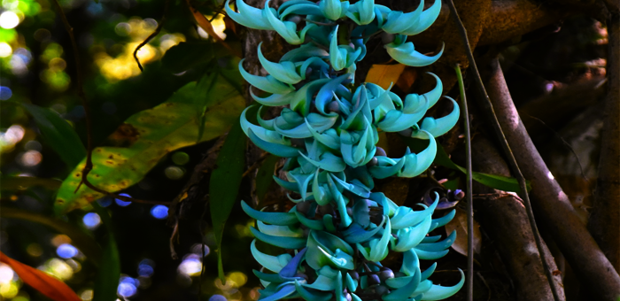 Jade Vine