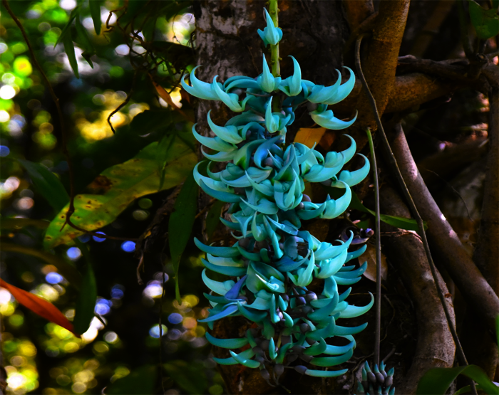 Jade Vine