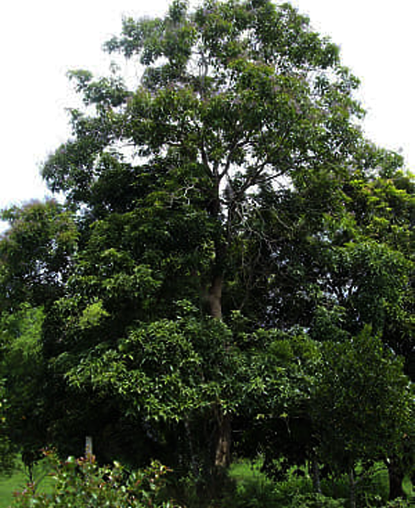 Mulawin Tree