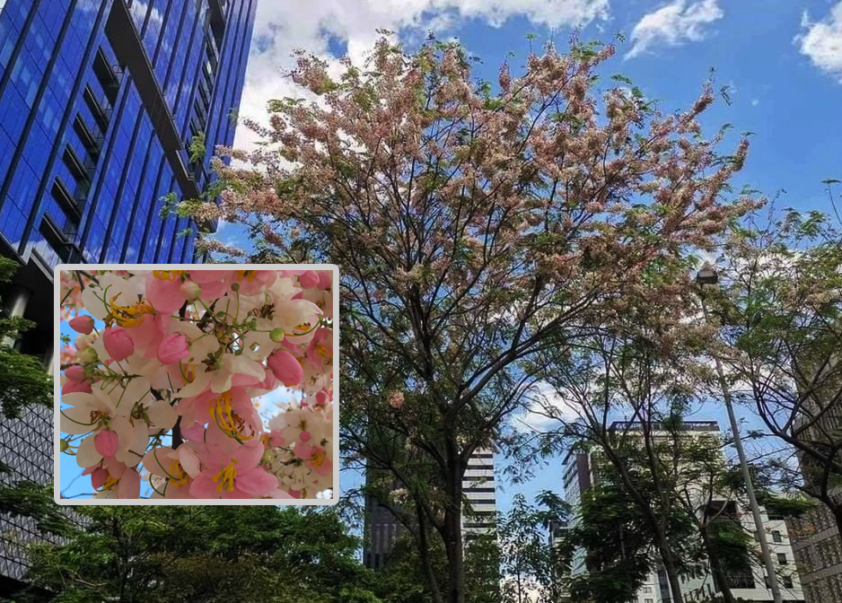 palawan cherry blossom