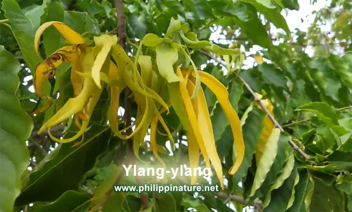 Ylang-ylang