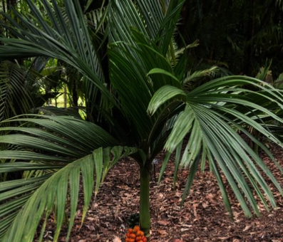 Ipot Palm