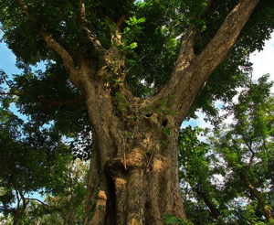 Narra Tree - Philippinature