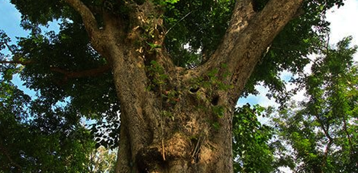 Narra Tree