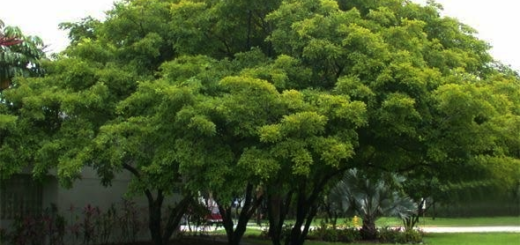 Bani Tree