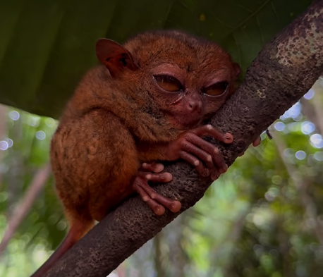 Philippine Tarsier