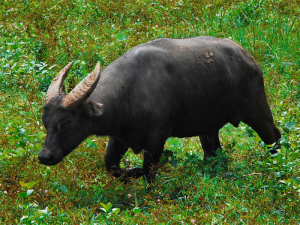 Tamaraw Mindoro Dwarf Buffalo