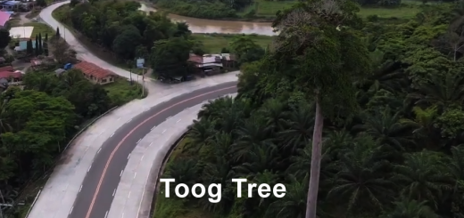 Toog Tree