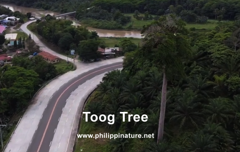 Toog Tree - Philippine Rosewood - Philippinature