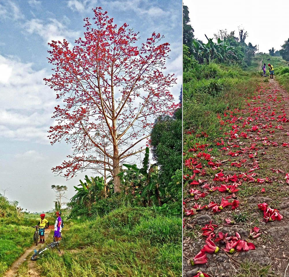 Malabulak Tree