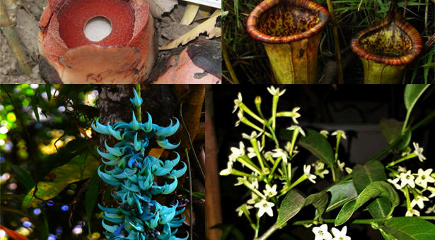 Rare Plants in the Philippines