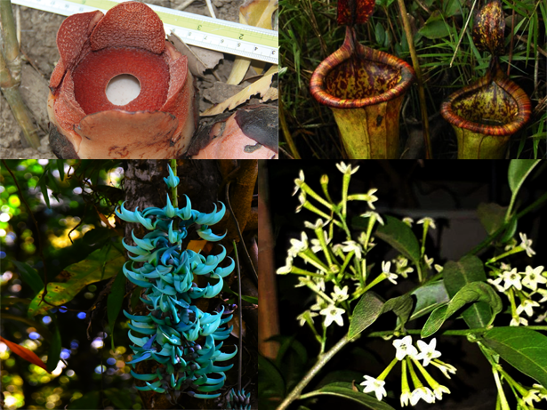 Rare Plants in the Philippines