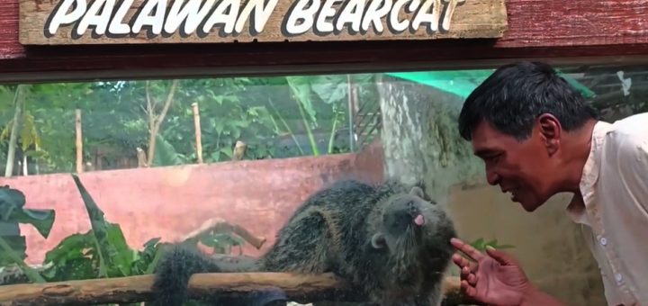 Palawan Binturong-1