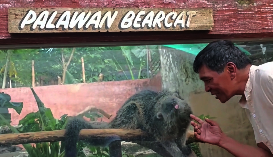 Palawan Binturong-1