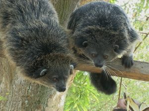 Palawan Binturong