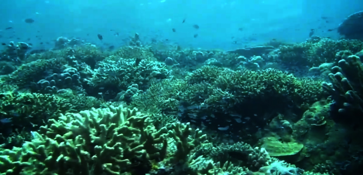 West Philippine Sea Corals