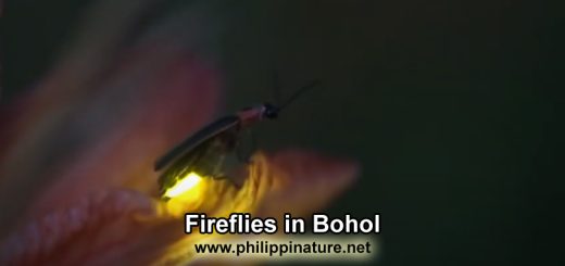 firefly in bohol