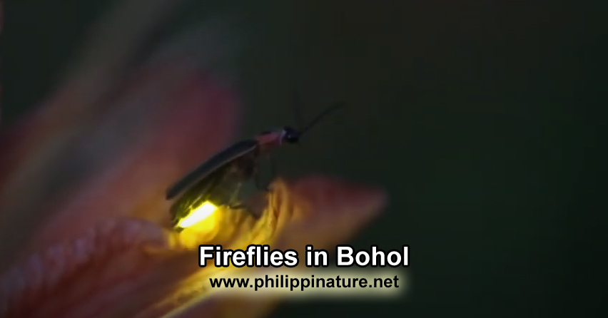 firefly in bohol