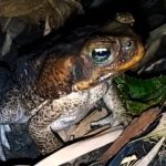 Giant Philippine Frog