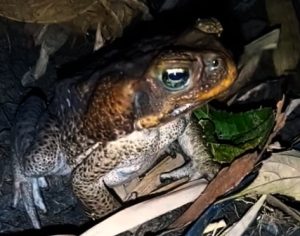 Giant Philippine Frog