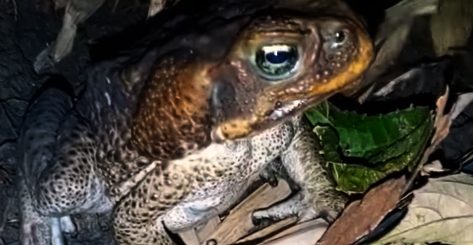 Giant Philippine Frog