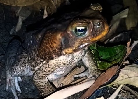 Giant Philippine Frog