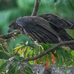 Lawin Philippine Hawk-Eagle