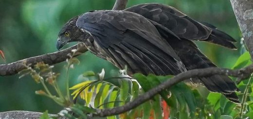 Lawin Philippine Hawk-Eagle